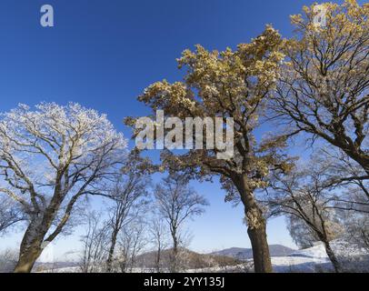 Querce (Quercus robur), ricoperte di brina, poste contro un cielo blu in inverno, Assia settentrionale, Germania, Europa Foto Stock