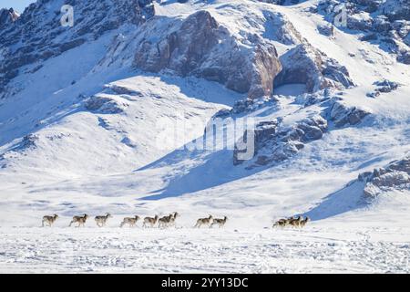 Pecore Marco Polo (Ovis ammon polii) in habitat innevato, Pamir-Argali, pecore selvatiche di Pamir, altopiano di Pamir, provincia di Gorno-Badakhshan, Tagikistan, AS centrale Foto Stock