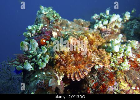 Scorpione papuano mimetizzato (Scorpaenopsis papuensis) tra coralli colorati e vita marina sottomarina, sito di immersione USAT Liberty, Tulamben, Bali Foto Stock