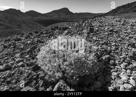 Gorse in fiore, Cytisus supranubius, SYN.: Spartocytisus supranubius, Parco Nazionale El Teide, Patrimonio dell'Umanità, Tenerife, Isole Canarie, Spagna, E Foto Stock