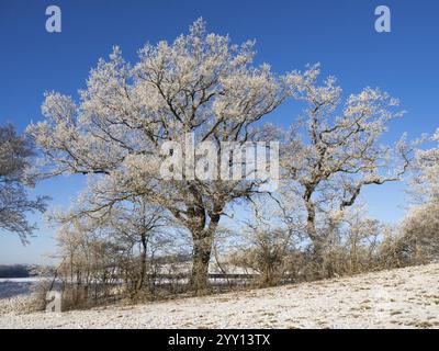 Querce (Quercus robur), ricoperte di brina, poste contro un cielo blu in inverno, Assia settentrionale, Germania, Europa Foto Stock