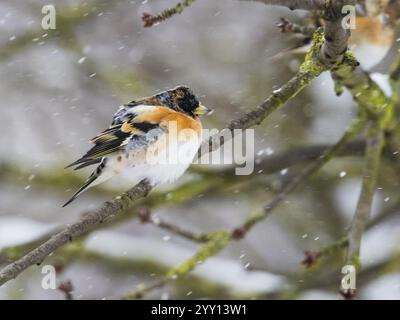 Brambling (Fringilla montifringilla), uccello adulto maschio seduto su un ramo con le sue piume piene soffocate contro il freddo, circondato da fiocchi di neve in t Foto Stock