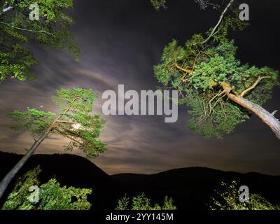 Pino scozzese (Pinus sylvestris), alberi illuminati di notte con una torcia, ambientati contro un cielo notturno con stelle e luna piena, in ottobre, Kellerwald natio Foto Stock