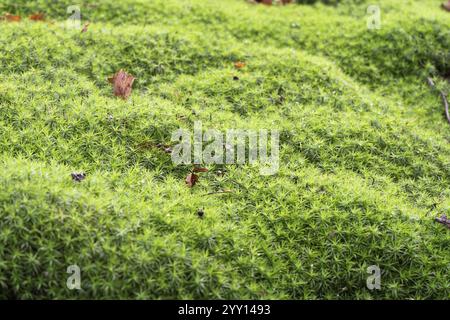 Muschio Polytrichum (Polytrichum formosum), grande supporto sul fondo della foresta, Renania settentrionale-Vestfalia, Germania, Europa Foto Stock