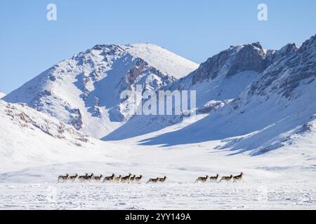 Pecore Marco Polo (Ovis ammon polii) in habitat innevato, Pamir-Argali, pecore selvatiche di Pamir, altopiano di Pamir, provincia di Gorno-Badakhshan, Tagikistan, AS centrale Foto Stock