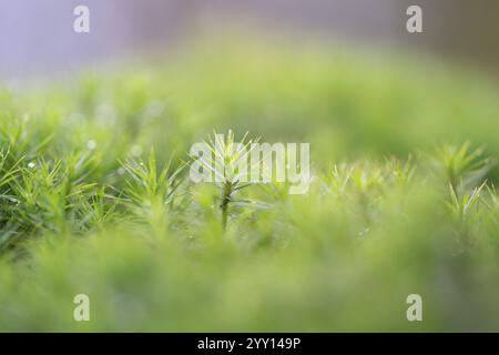 Muschio Polytrichum (Polytrichum formosum), grande supporto sul fondo della foresta, Renania settentrionale-Vestfalia, Germania, Europa Foto Stock