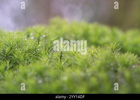 Muschio Polytrichum (Polytrichum formosum), grande supporto sul fondo della foresta, Renania settentrionale-Vestfalia, Germania, Europa Foto Stock