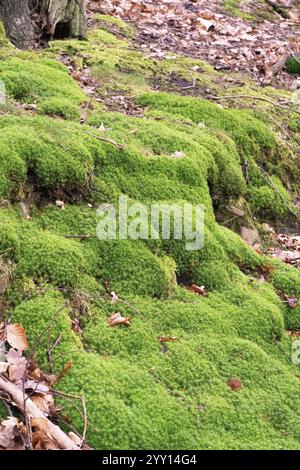 Muschio Polytrichum (Polytrichum formosum), grande supporto sul fondo della foresta, Renania settentrionale-Vestfalia, Germania, Europa Foto Stock