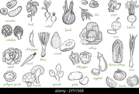 Raccolta di linee di verdure verdi isolata su sfondo bianco. Illustrazione Vettoriale