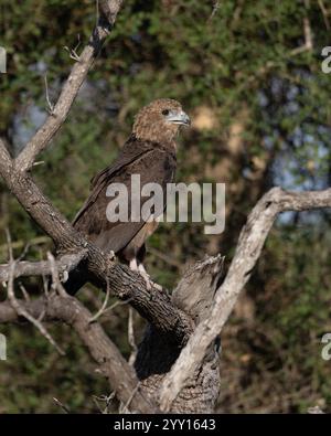 Immaturo Bateleur Eagle arroccato su un ramo di albero morto Foto Stock