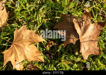 foglie a terra in autunno Foto Stock