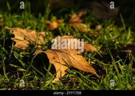 foglie a terra in autunno Foto Stock