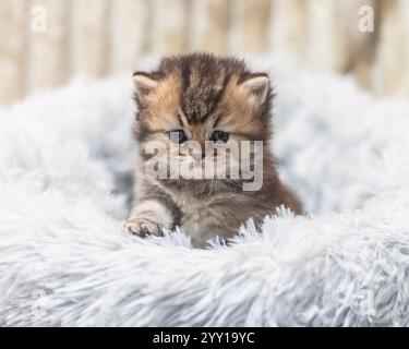 gattino soffice e carino in un letto accogliente Foto Stock