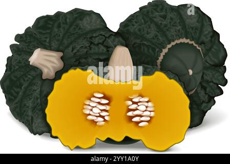 Intera e mezza di Marina di Chiogga squash o zucca di mare di Chioggia. Squash invernale. Cucurbita maxima. Illustrazione vettoriale isolata. Illustrazione Vettoriale