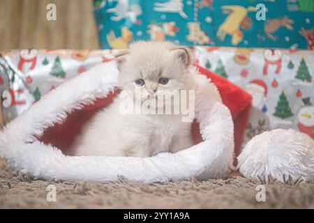 carino gattino bianco in un cappello di babbo natale a natale Foto Stock