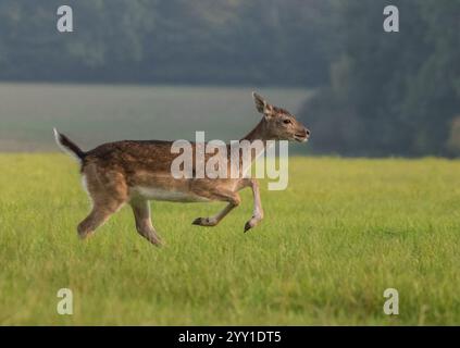 Un giovane cervo (Dama dama) con splendide macchie marroni che corre attraverso i prati erbosi, mostrando la sua velocità e agilità . Suffolk, Regno Unito Foto Stock
