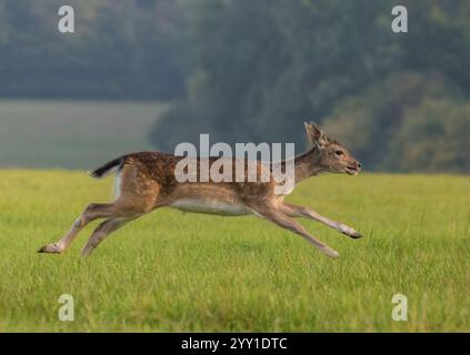 Un giovane cervo (Dama dama) con splendide macchie marroni che corre attraverso i prati erbosi, mostrando la sua velocità e agilità . Suffolk, Regno Unito Foto Stock