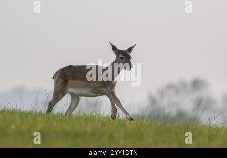 Un giovane cervo (Dama dama) con splendide macchie marroni che corre attraverso i prati erbosi, mostrando la sua velocità e agilità . Suffolk, Regno Unito Foto Stock