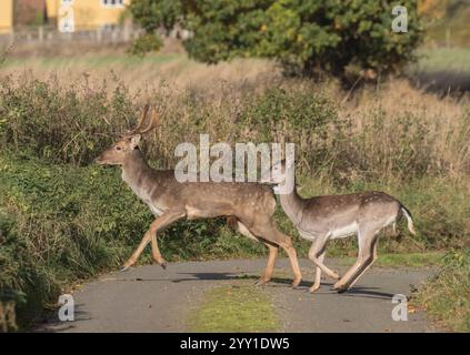 Appena attraversata la strada, cervi a riposo maschili e femminili (Dama dama), attraversando una "corsia tranquilla" nel suffolk. REGNO UNITO Foto Stock