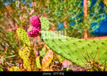 Cactus di fichi d'India con frutta magenta primo piano in Desert Light Foto Stock