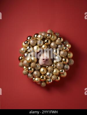 Il volto di un cane è incorniciato da una corona di Natale dorata, circondata da scintillanti baule. Lo sfondo rosso aggiunge calore all'eleganza festiva del Foto Stock