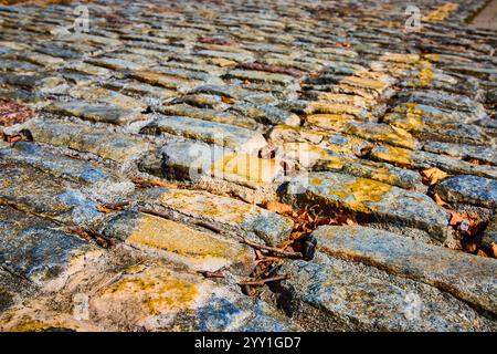 Percorso acciottolato con vista ad angolo basso foglie autunnali Foto Stock