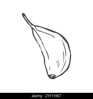 Set di schizzi di garlic doodle in vettoriale. Spicchio d'aglio Illustrazione Vettoriale