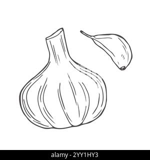 Set di illustrazioni vettoriali disegnate a mano all'aglio. Aglio isolato, chiodi di garofano, rosmarino e pepe nero. Schizzo all'aglio Doodle Illustrazione Vettoriale
