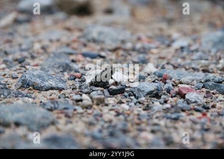 Tiny Frog seduto sul Gravel Ground in Germania, che mette in risalto la fauna selvatica in un ambiente naturale all'aperto Foto Stock