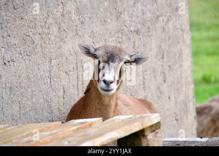 Tranquilla capra che riposa vicino al muro Rustico in un ambiente di campagna tedesco circondato dalla natura Foto Stock
