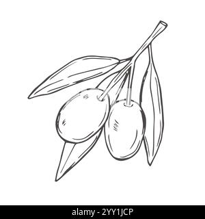 Set di schizzi vettoriali disegnati a mano Olive in stile doodle isolato su sfondo bianco. Set artistico di ramoscello Olive line, bottiglia di olio in vetro, olive su bastoncino. Illustrazione Vettoriale