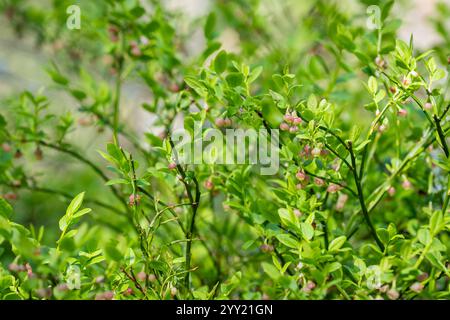 Rami di mirtilli (Vaccinium myrtillus) con gemme esplosive. Sfondo con arbusto di mirtilli in fiore. Sfondo primaverile. Foto Stock