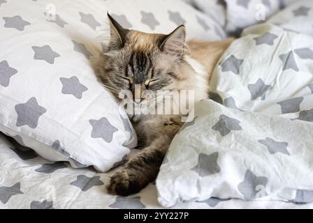 Un bellissimo gatto in maschera neva con gli occhi azzurri che si stende su un morbido cuscino che mostra la sua morbida pelliccia e il suo comportamento rilassato. Primo piano. Foto Stock