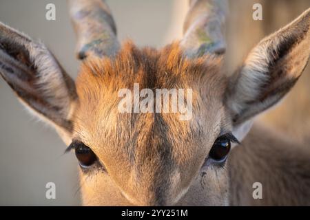 Ritratto ravvicinato di Eland Taurotragus oryx noto anche come Eland meridionale o Eland Antelope. Foto Stock