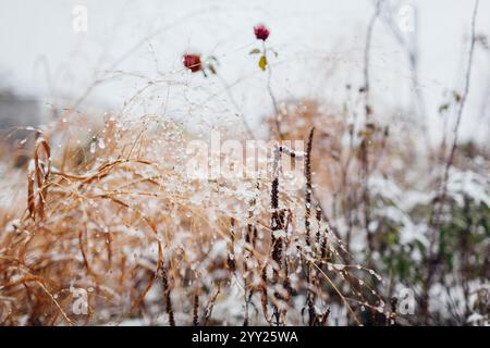 Vista del giardino d'inverno coperto di neve. Erbe ornamentali, rose cespugli e piante perenni. Design paesaggistico Foto Stock