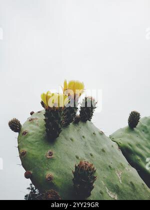 Primo piano di cactus verdi di fichi d'India con fiori gialli in fiore e gemme spinose che si stagliano su un cielo grigio tenue Foto Stock