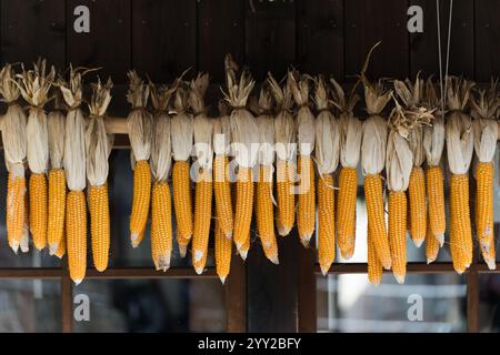 Mais secco appeso su travi di legno nel villaggio giapponese. Concetto di agricoltura, raccolto e tradizioni agricole rustiche Foto Stock