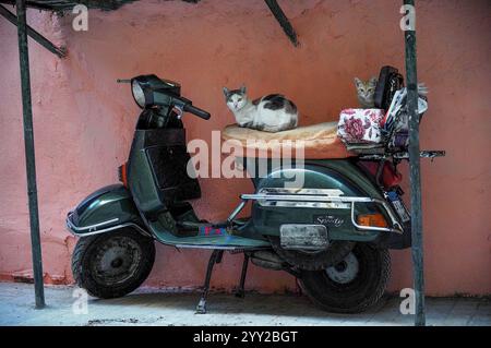 Due gatti sdraiati su uno scooter parcheggiato ad Alessandria, in Egitto, contro un rustico muro rosa. Un'affascinante e unica scena urbana che mostra la vita quotidiana Foto Stock
