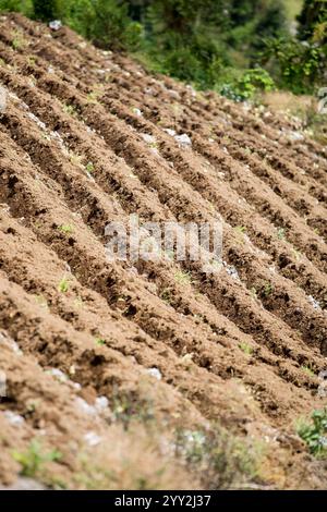 File di cavoli in Costa Rica Foto Stock