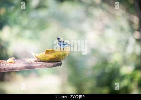 Un piccolo uccello che mangia una papaya Foto Stock