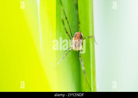 Dettagli di Opiliones ragno su foglia verde Foto Stock