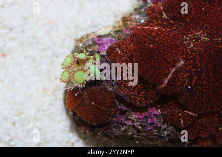 Roccia di funghi rossi macchiati con corallo di fiori verdi, Actinodiscus spp, Goniopora spp Foto Stock