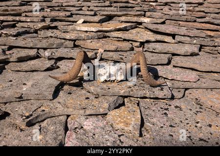 Il cranio di un ariete con le corna giace su un tetto di pietra sotto i raggi del sole rovente. Foto Stock