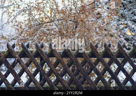 Recinzione in legno ricoperta di gelo. Prima brina, brina sulla recinzione, rosone secche con foglie gialle e frutta secca sullo sfondo. Foto Stock