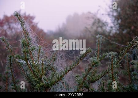 un gran numero di ragnatele sui rami di un abete. ragnatele in gocce di rugiada in una nebbiosa mattina d'autunno. Foto Stock