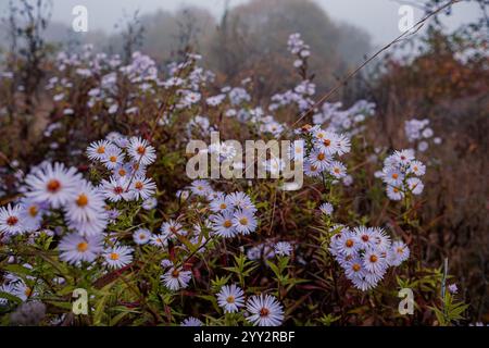 Aster amellus, la margherita europea di Michaelmas in gocce di rugiada. Foggy fredda mattina d'autunno. Foto Stock