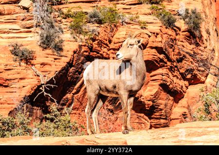 Una capra si erge su una collina rocciosa nel deserto. La capra guarda a destra Foto Stock