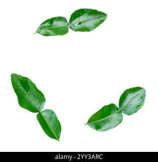 La vista dall'alto della dispersione di foglie di calce kaffir o di foglie di bergamotto è isolata su sfondo bianco con percorso di ritaglio. Foto Stock