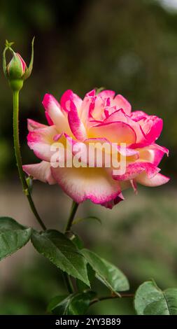 La rosa, simbolo di amore e bellezza, è un arbusto fiorito con una ricca storia. I suoi petali vellutati sono disponibili in uno spettro di colori. Foto Stock