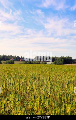 Canapa industriale, Cannabis sativa, della varietà Finola che cresce in Finlandia nel mese di agosto. La canapa agricola a basso contenuto di THC viene utilizzata per produrre olio di semi di canapa. Foto Stock